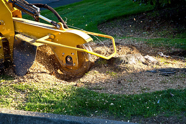 Best Tree Trimming Near Me  in Collegeville, PA